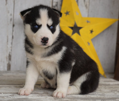 AKC Registered Siberian Husky For Sale Millersburg, OH Female- Molly