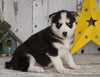 AKC Registered Siberian Husky For Sale Millersburg, OH Female- Molly