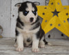 AKC Registered Siberian Husky For Sale Millersburg, OH Female- Molly