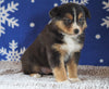Australian Shepherd For Sale Wooster, OH Male - Teddy