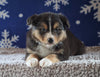 Australian Shepherd For Sale Wooster, OH Male - Teddy