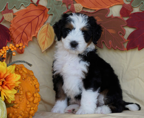 Mini Bernedoodle *TRI COLOR* For Sale Fredericksburg, OH Male- Rascal