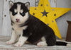 AKC Registered Siberian Husky For Sale Millersburg, OH Female- Bella