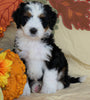 Mini Bernedoodle *TRI COLOR* For Sale Fredericksburg, OH Male- Rascal
