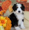 Mini Bernedoodle *TRI COLOR* For Sale Fredericksburg, OH Male- Rascal