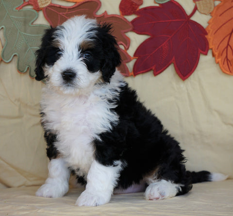 Mini Bernedoodle *TRI COLOR* For Sale Fredericksburg, OH Female- Callie