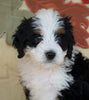 Mini Bernedoodle *TRI COLOR* For Sale Fredericksburg, OH Female- Callie