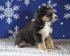 Australian Shepherd For Sale Wooster, OH Male - Skipper -RED TRI-