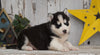 AKC Registered Siberian Husky For Sale Millersburg, OH Male- Chester