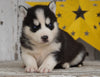 AKC Registered Siberian Husky For Sale Millersburg, OH Male- Chester