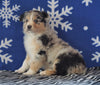 Australian Shepherd For Sale Wooster, OH Female - Daisy
