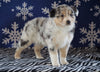 Australian Shepherd For Sale Wooster, OH Female - Daisy