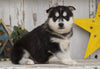 AKC Registered Siberian Husky For Sale Millersburg, OH Female- Lily