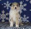 Australian Shepherd For Sale Wooster, OH Female - Daisy