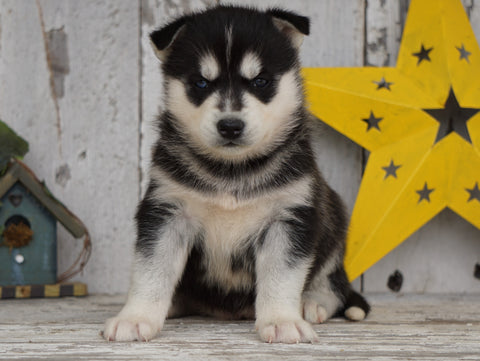 AKC Registered Siberian Husky For Sale Millersburg, OH Female- Lily
