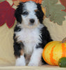 Mini Bernedoodle *TRI COLOR* For Sale Fredericksburg, OH Male- Milo