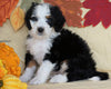 Mini Bernedoodle *TRI COLOR* For Sale Fredericksburg, OH Male- Milo