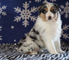 Australian Shepherd For Sale Wooster, OH Female - Trixie