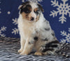 Australian Shepherd For Sale Wooster, OH Female - Trixie