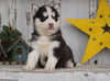 AKC Registered Siberian Husky For Sale Millersburg, OH Female- Bella