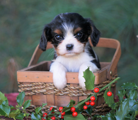 AKC Registered Cavalier King Charles Spaniel For Sale Fredericksburg, OH Female- Casey