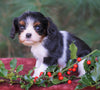 AKC Registered Cavalier King Charles Spaniel For Sale Fredericksburg, OH Female- Casey