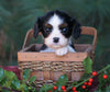 AKC Registered Cavalier King Charles Spaniel For Sale Fredericksburg, OH Female- Chloe