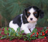 AKC Registered Cavalier King Charles Spaniel For Sale Fredericksburg, OH Female- Chloe