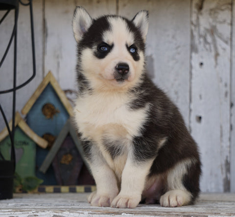 AKC Registered Siberian Husky For Sale Millersburg, OH Female- Sally