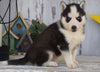 AKC Registered Siberian Husky For Sale Millersburg, OH Female- Sally