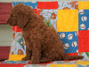 F1B Standard Goldendoodle For Sale Holmesville, OH Male - Oscar