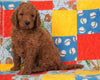 F1B Standard Goldendoodle For Sale Holmesville, OH Male - Oscar