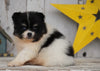 ACA Registered Pomeranian For Sale Millersburg, OH Male- Dakota