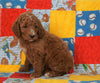 F1B Standard Goldendoodle For Sale Holmesville, OH Male - Samson