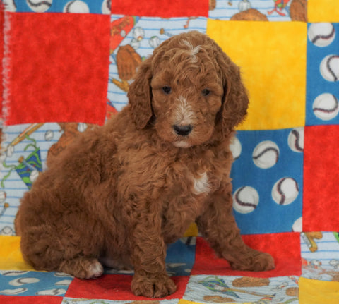 F1B Standard Goldendoodle For Sale Holmesville, OH Male - Samson