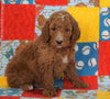 F1B Standard Goldendoodle For Sale Holmesville, OH Male - Samson