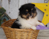 ACA Registered Pomeranian For Sale Millersburg, OH Male- Duke