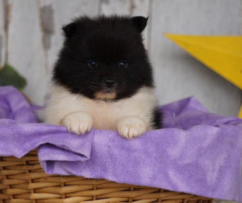 ACA Registered Pomeranian For Sale Millersburg, OH Male- Tucker