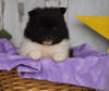 ACA Registered Pomeranian For Sale Millersburg, OH Male- Tucker
