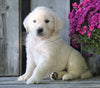 AKC Registered English Cream Golden Retriever For Sale Fredericksburg, OH Male - Brody -Genetic Tested