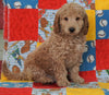 F1B Mini Goldendoodle For Sale Holmesville OH Male- Baker