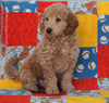 F1B Mini Goldendoodle For Sale Holmesville OH Male- Baker