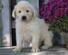 AKC Registered English Cream Golden Retriever For Sale Fredericksburg, OH Female - Brooke -Genetic Tested