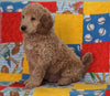 F1B Mini Goldendoodle For Sale Holmesville OH Male- Baker