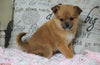 Pomeranian Mix For Sale Holmesville, OH Female- Ginger