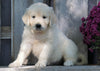 AKC Registered English Cream Golden Retriever For Sale Fredericksburg, OH Female - Beth -Genetic Tested