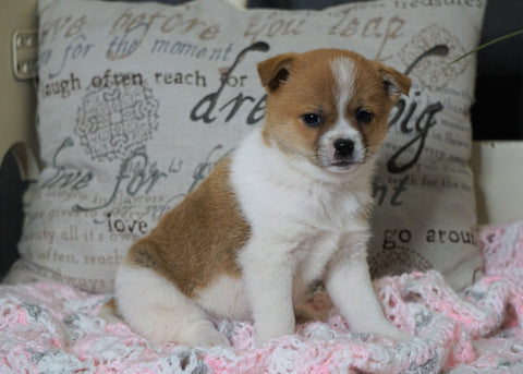 Pomeranian Mix For Sale Holmesville, OH Female- Chloe