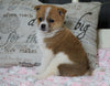 Pomeranian Mix For Sale Holmesville, OH Female- Chloe