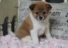 Pomeranian Mix For Sale Holmesville, OH Female- Faith
