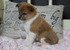 Pomeranian Mix For Sale Holmesville, OH Female- Faith